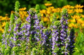 Ask Dr. Mike: Can Bugleweed Cure Your Hyperthyroidism & Is Soy Bad for Your Thyroid?