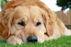Preventing & Treating Disease in Your Pets