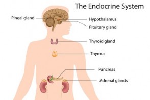 Endocrine Disruptors: The Hidden Threat to Your Health