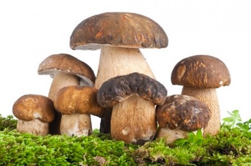 Are Mushrooms Good for Your Heart?