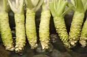 Why You Should Eat More Wasabi
