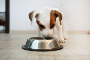 Why Your Dog May Have a Better Balanced Diet than You