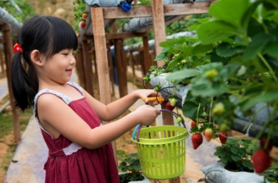 10 Tips to Help Kids Eat Healthier 