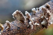 Nature's Secrets: Fungus Among Us
