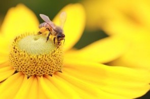 Do You Have an Enlarged Prostate? Try Flower Pollen