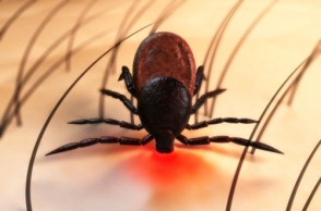 Lyme Disease Outbreak Is on the Rise