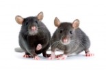 Why Science Needs Female Mice