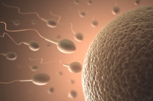 Men’s Health: Myths &amp; Facts on Men’s Fertility