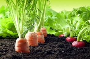 Fresh & Easy: Grow Your Own Veggies with Aeroponics