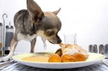 Feeding Your Pets the Healthiest Foods