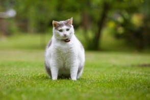 Pet Obesity: Is Your Companion Too Fat?  