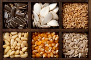 Hybrid, GMO & Heirloom Seeds
