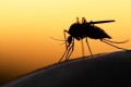 Zika Virus: Mosquito Safety