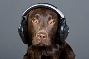 Pets & Music: Heart Health Boosters