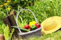 How to Make a Healthy Meal From Your Garden