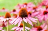 Echinacea to Treat Anxiety? 