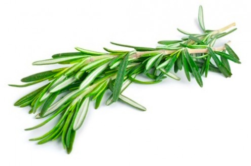 Rosemary Boosts Brain Power