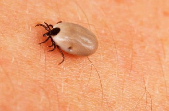 Lyme Disease Prevention: Tips to Keep You Safe