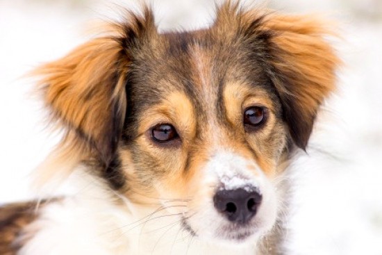 Freezing Temperatures: How to Keep Your Dog Warm