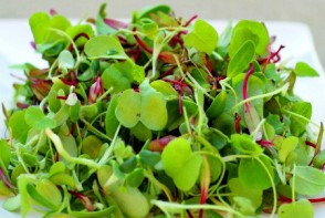 Boost Your Nutrients with Micro-Greens & Sprouts