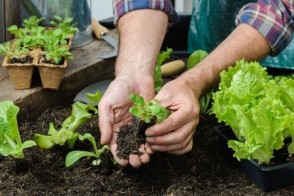 Healing Power of Gardening