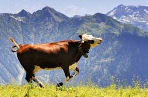 The Happy Cow: Benefits of Vegan Eating