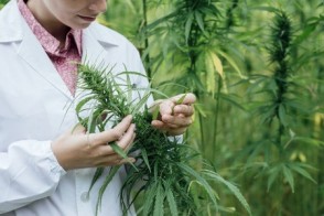 Marijuana & Vision: Magic Weed?