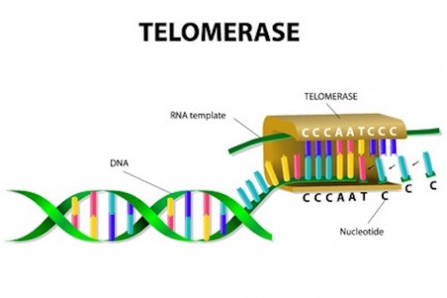 Future of Telomerase Medicine