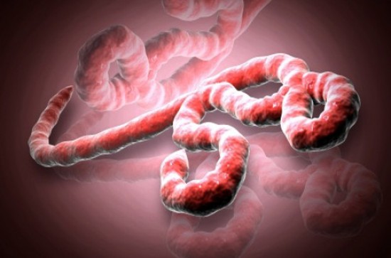 Ebola Virus: Is the U.S. Next to Be Affected?