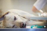 Holistic Cancer Treatments for Pets