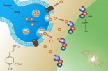 Dopamine: Your Weight-Loss Friend Or Enemy?