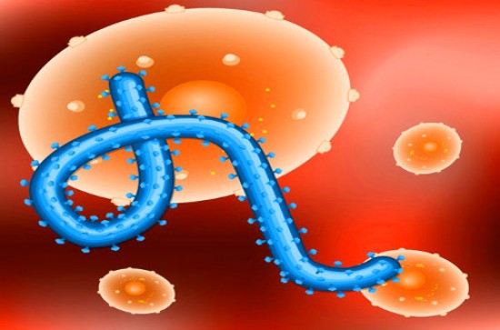 Ebola 101: What You May Have Missed about the Virus 
