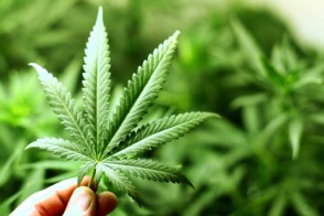 Can Marijuana Prevent Seizures?
