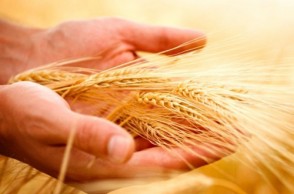 Whole Grains Reduce Heart Disease & Total Death Risk