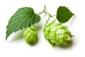 Hops & Lignan: Lesser-Known Solutions for Menopausal Symptoms