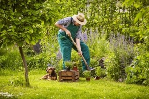 Planting a Pet-Safe Garden
