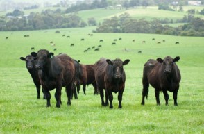 Grassfed & Feedlot Beef: Is There a Difference? 