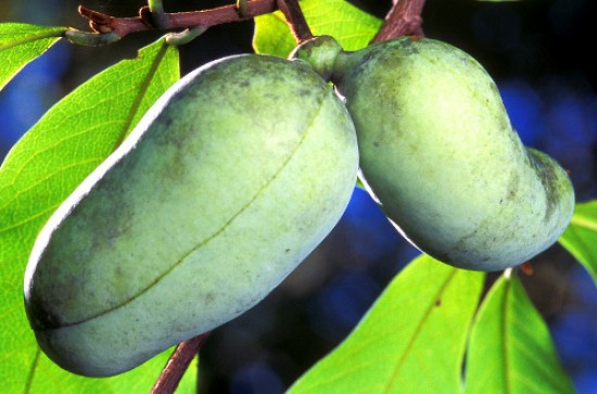 Pawpaw: The Next Generation Cancer Therapy?