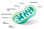Nature’s Secrets: Mighty Mitochondria to the Rescue