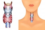 10 Things You Need to Know About Your Thyroid