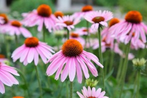 Echinacea to Fight the Flu