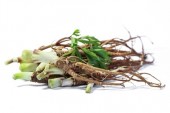 Benefits of Female Ginseng