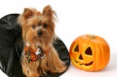Trick or Trouble: Life-Saving Advice for Your Pets this Halloween