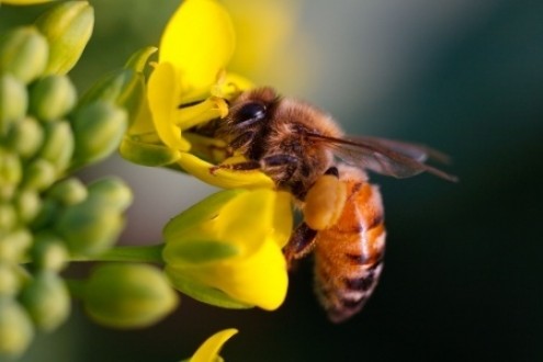 Pollinators &amp; Pesticides: Impact on Future Food Supply