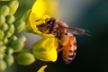 Pollinators & Pesticides: Impact on Future Food Supply