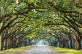 What Trees Can Teach Us about Being Mindful