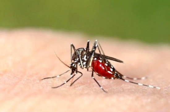 Mosquito-Borne Chikungunya Virus Could Be a Viable Threat in U.S.