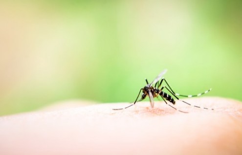 Bug Off: How to Prevent Insect Bites this Summer