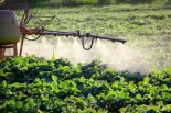 Dangers of RoundUp PLUS Natural Weed Control Alternatives