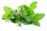 Top 3 Herbs for Women&#039;s Health